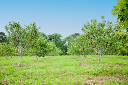 Com apoio do Governo do Amazonas pesquisa incentiva o cultivo em consórcio de frutas amazônicas