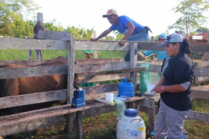 Idam anuncia inscrições para projeto de inseminação de bovinos em Itacoatiara