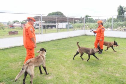Corpo de Bombeiros treina cães para atuar em ocorrências de buscas e resgate