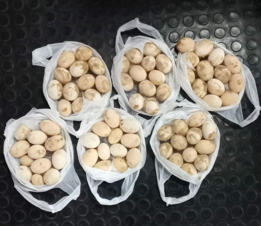 Base Fluvial Arpão 2: Policiais apreendem ovos de tartaruga e quelônios em embarcação