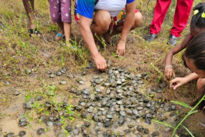 Em trabalho comunitário, mais de 800 filhotes de quelônios são devolvidos à natureza na RDS Rio Madeira
