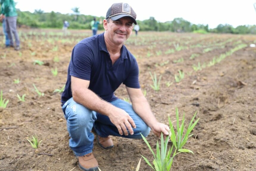Governo do Amazonas lança projeto-piloto da produção de fibra do curauá em Itacoatiara
