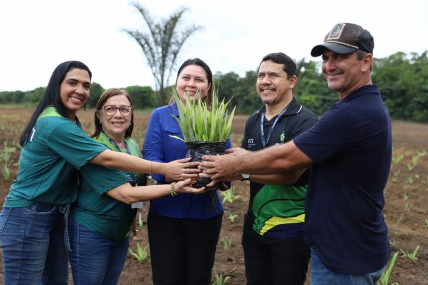 Governo do Amazonas inicia plantio do curauá para dar suporte à indústria