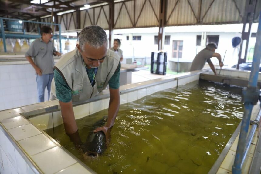 Sepror trabalha para ampliar a doação de pós-larvas, alevinos e cursos de capacitação para piscicultores em 2024