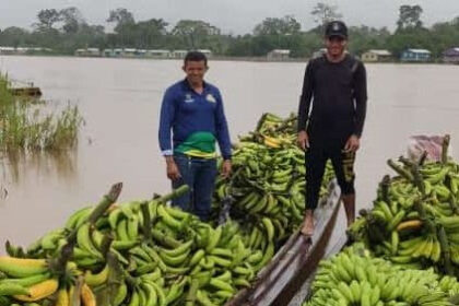 Idam orienta agricultores familiares sobre a Sigatoka Negra nas lavouras de banana no Amazonas