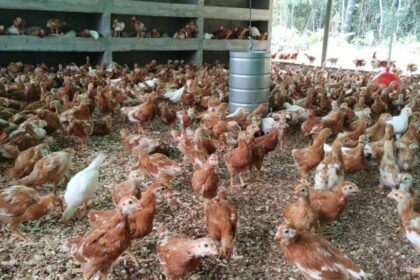 Em Santa Isabel do Rio Negro, Idam vacina 900 aves contra coriza infecciosa