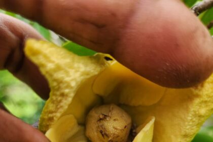 Manaquiri: plantação de graviola recebe polinização artificial realizada pelo Idam