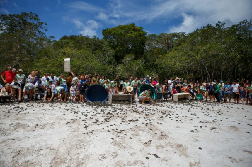 Mais de 25 mil filhotes de quelônios são devolvidos à natureza na RDS do Uatumã