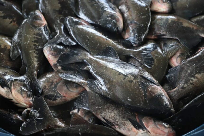 Sepror acompanha a despesca de aproximadamente 60 toneladas de peixes a serem destinados para a ADS em Itacoatiara