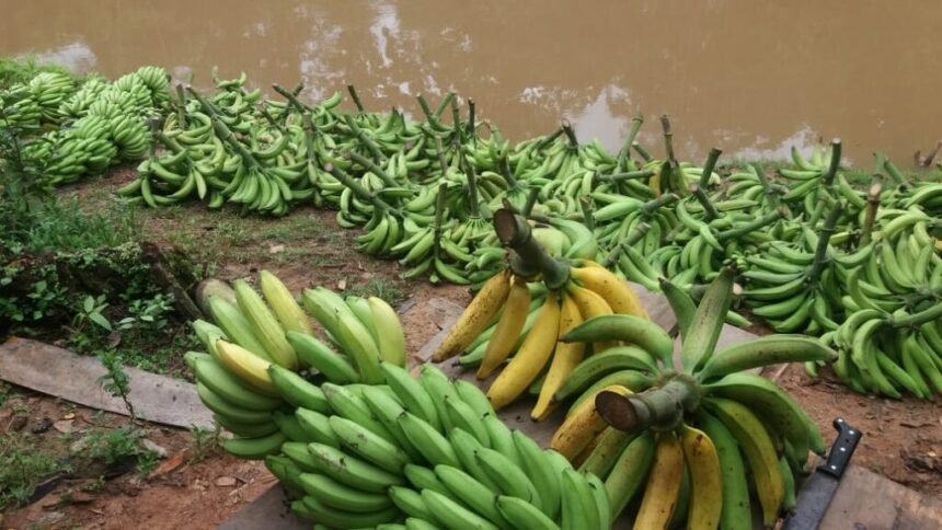 Idam divulga pesquisa anual com preços de produtos agrícolas