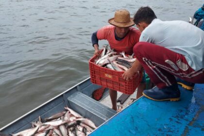 Governo do Amazonas apoia retomada da pesca do mapará em Careiro da Várzea com previsão de gerar mais de R$ 1 milhão em recursos