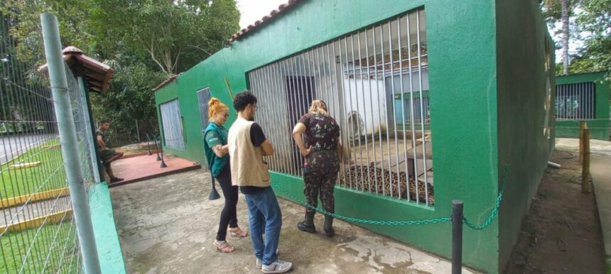 Ipaam renova Licença de Operação do Zoológico do Cigs