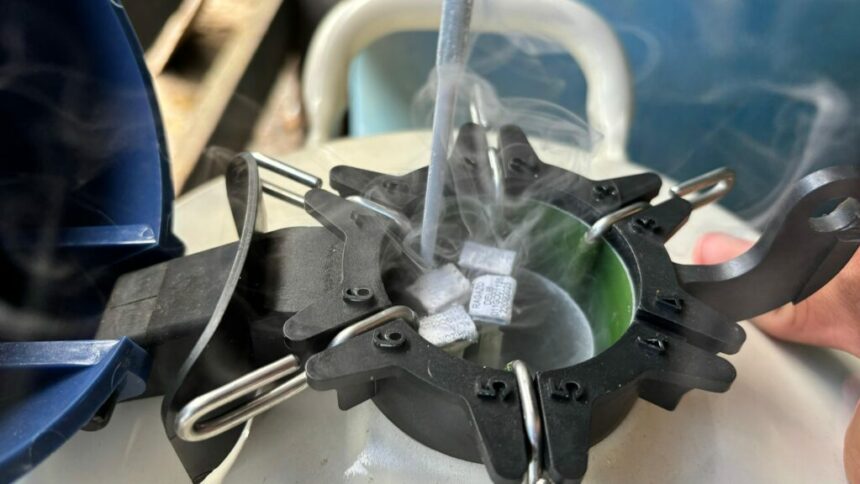 Em Manacapuru, Idam auxilia na inseminação artificial de 20 bovinos