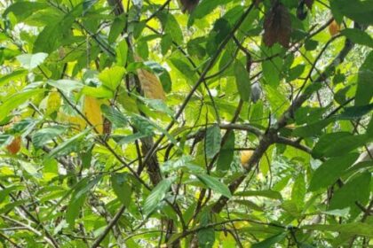 Para elevar produção de cacau no Amazonas, Idam vai distribuir 400 mil sementes da fruta