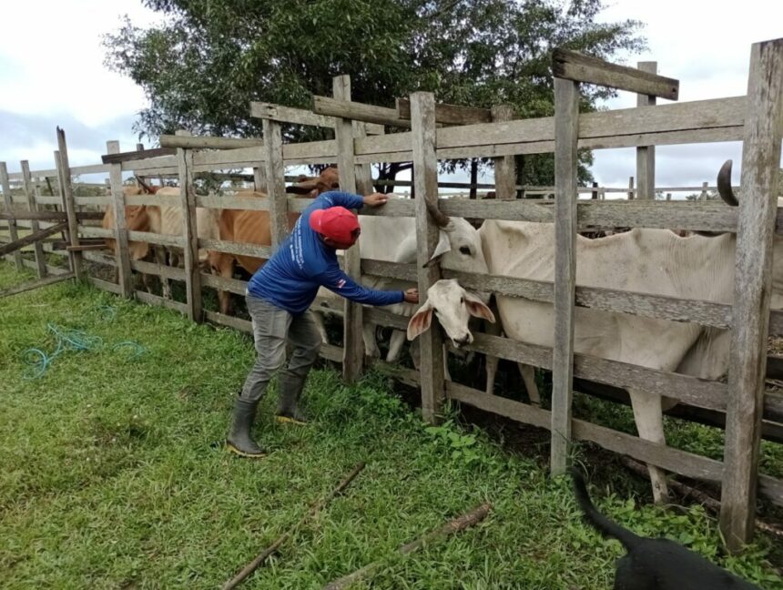 Caapiranga e Iranduba registram 540 bovinos e bubalinos vacinados contra febre aftosa, segundo o Idam