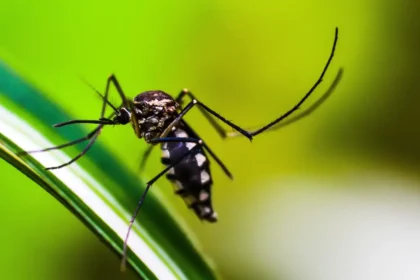 Brasil atinge 1,6 mil mortes confirmadas por dengue