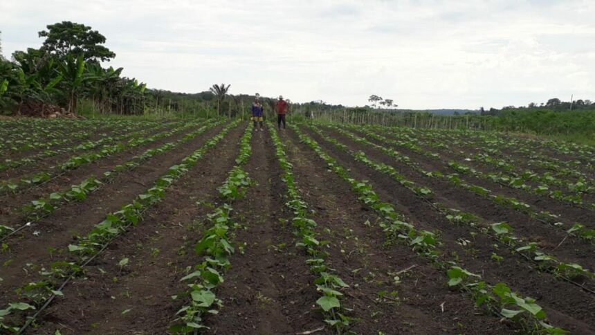 Balcão de Agronegócios: ADS auxilia no escoamento de mais de 90 toneladas em produtos regionais em abril