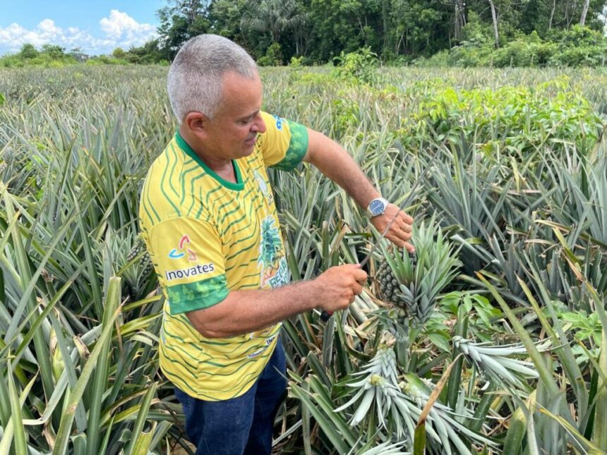 Abacaxi de Novo Remanso é destaque no 1º Workshop de Indicação Geográfica e Marcas Coletivas do Amazonas