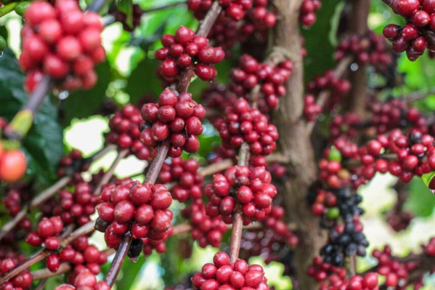 Em Rio Preto da Eva, Idam realiza mais um ‘Dia de Campo do Café’