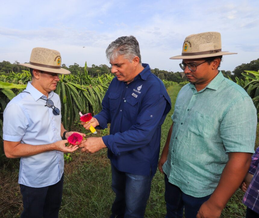 Fomento da prefeitura garante colheita de uma tonelada de pitaya em 2024