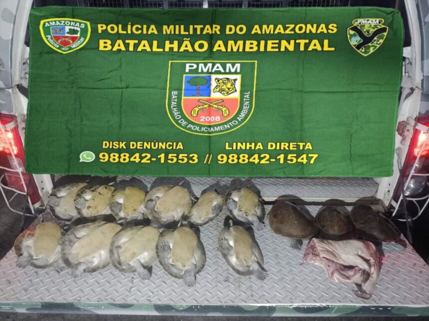 Polícia Militar do Amazonas prende mulher e apreende 27 quelônios