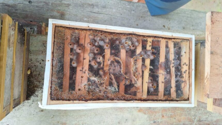 Sema inicia diagnóstico da cadeia produtiva de mel na APA Caverna do Maroaga