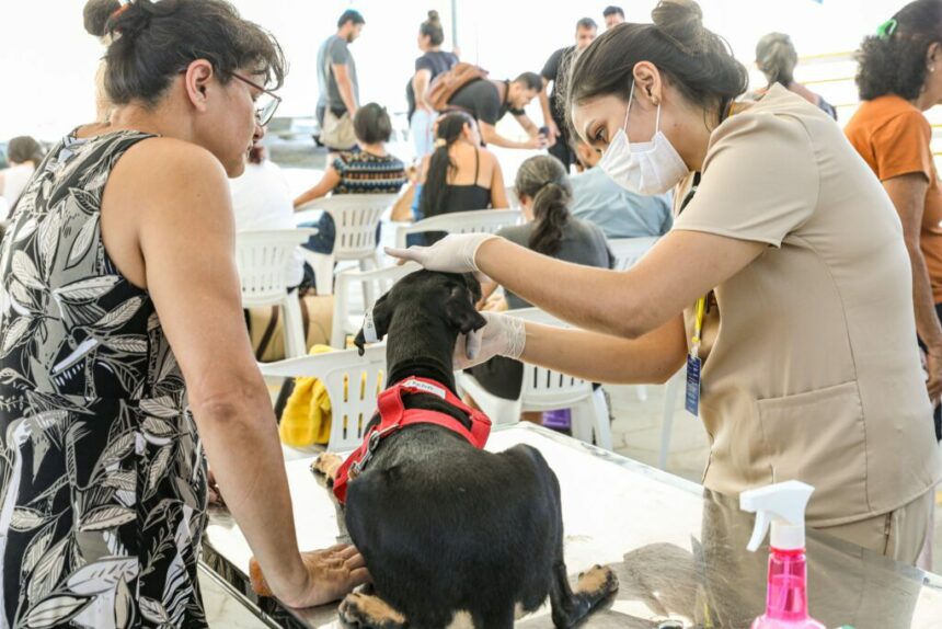 Castramóvel: Sema supera meta de castrações com mais de 6 mil procedimentos realizados em três meses