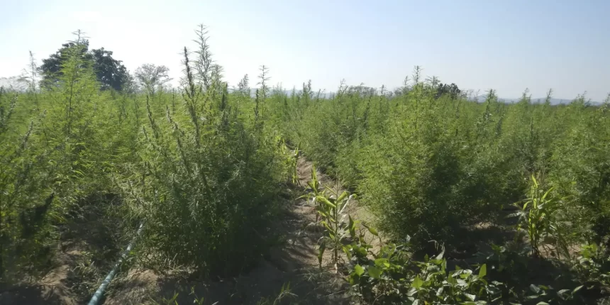Supremo fixa 40g de maconha para diferenciar usuário de traficante 