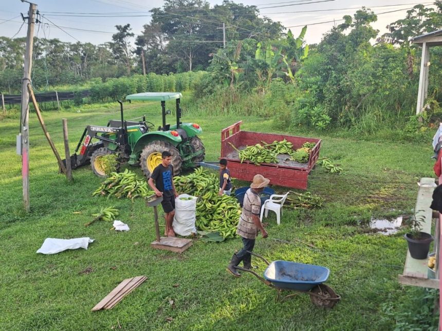 Mais de 90 toneladas de produtos regionais chegam às Escolas Estaduais do Amazonas esta semana
