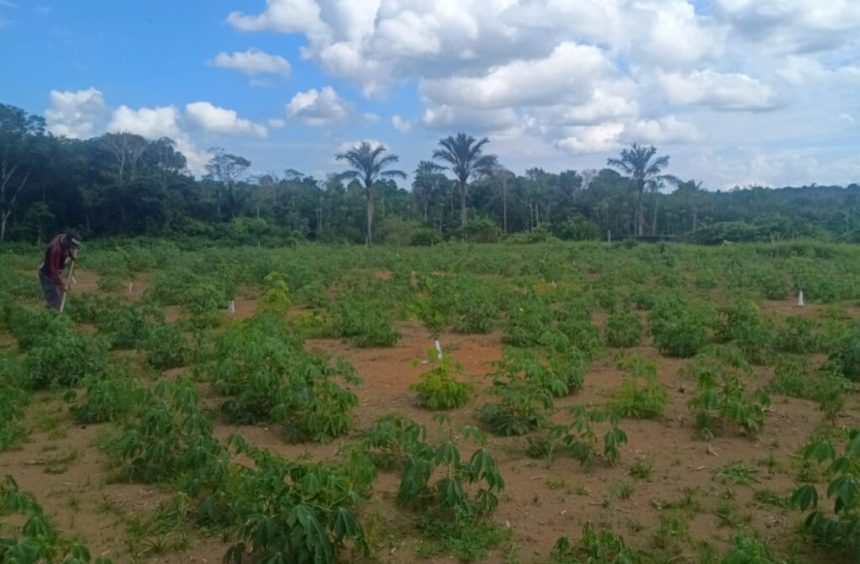 Em Iranduba, Idam implementa duas Unidades de Observação de citros