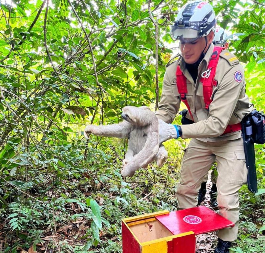 Em Manaus, Corpo de bombeiros já resgatou mais de 500 animais neste ano