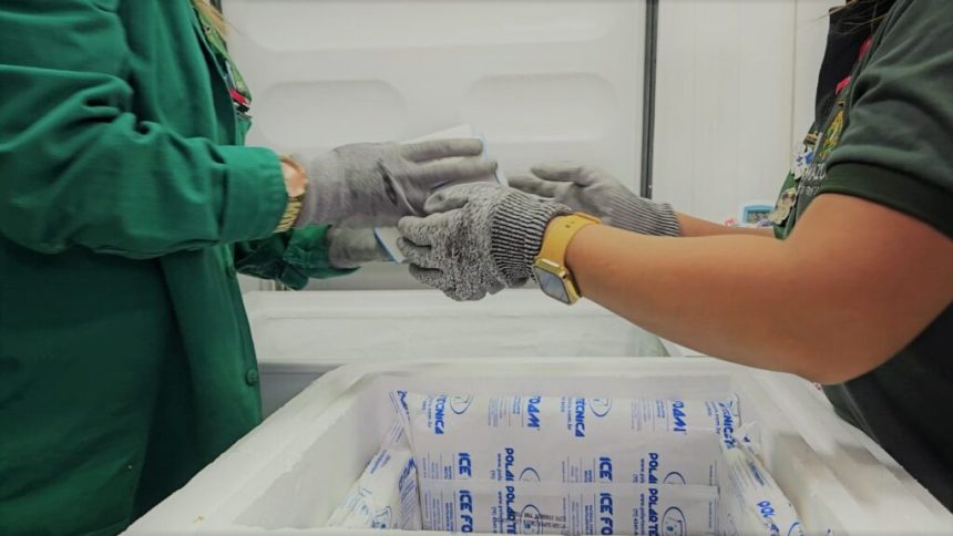 FVS-RCP distribui 16,8 mil doses de vacina contra a covid-19