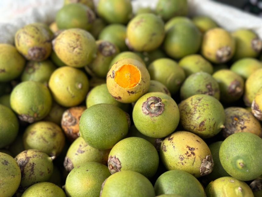 Ingrediente indispensável no X – Caboquinho, o tucumã está em alta nas feiras da ADS, neste fim de semana