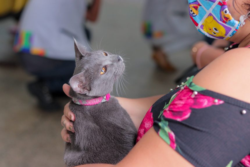 Prefeitura de Manaus vacina 95 mil cães e gatos na capital