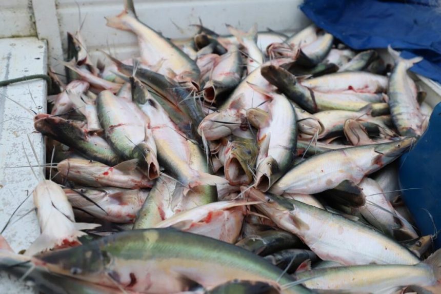 Sepror informa mais oito espécies de pescado em período de defeso no Amazonas