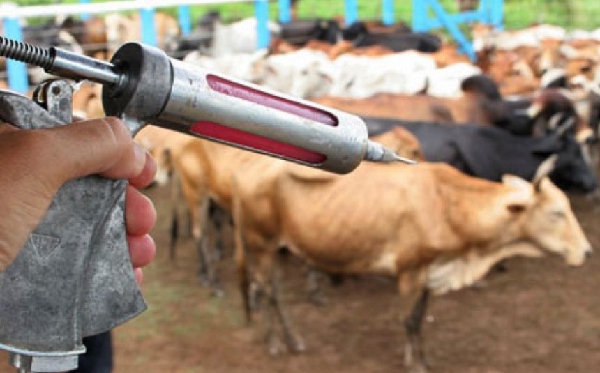 Raiva dos herbívoros: Adaf inicia vacinação obrigatória em Santo Antônio do Içá