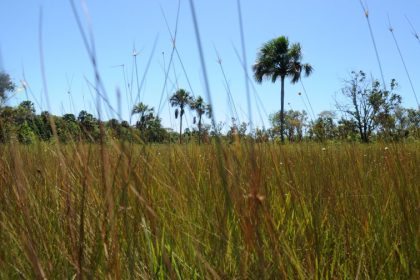 Mateiros, em Tocantins, é a Capital Nacional do Capim Dourado