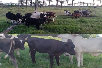 Com apoio do Governo do Amazonas, pesquisa contribui para o aumento de nascimentos de bezerros com protocolo IATF, em Parintins