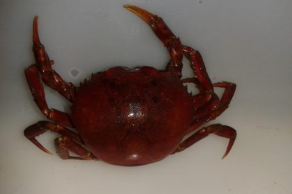 Pesquisa apoiada pelo Governo do Amazonas analisa efeitos da ingestão de microplásticos em caranguejo vermelho