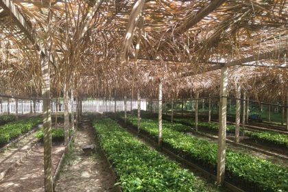 Projeto usa aditivos digitais, com apoio do Governo do Amazonas, para preservação e restauração ambiental em Itacoatiara