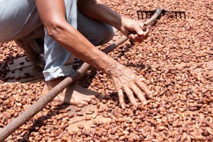 Com apoio do Governo do Amazonas empresa desenvolve chocolate amazônico com impacto socioambiental