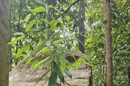 Ipaam anuncia Período de Defeso Florestal no Amazonas