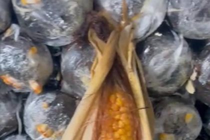 Base Arpão 1: PMAM apreende 15 kg de oxi em formato de espiga de milho em embarcação oriunda de Tabatinga