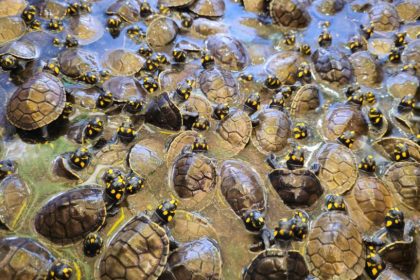 Mais de 4,9 mil quelônios são devolvidos à natureza na Reserva de Desenvolvimento Sustentável Igapó-Açu