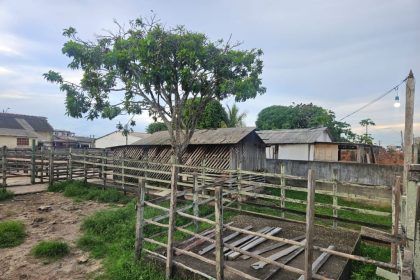 Adaf e Ipaam interditam abatedouro de Nhamundá