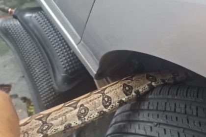 orpo de Bombeiros captura jiboia que estava no motor de veículo no bairro Mauazinho