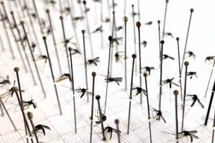 FVS-RCP capacita pesquisadores na identificação de mosquitos transmissores da malária