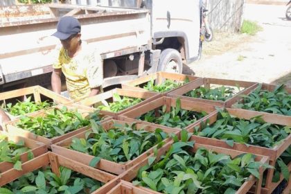 Idam distribui 8,6 mil mudas de castanha-do-Brasil para extrativistas de Nova Olinda do Norte e Beruri