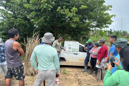 Idam inicia implantação três Unidades Demonstrativas (UD) de mandioca no interior do Amazonas