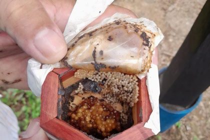 Ipaam realiza cadastro e licenciamento para a criação de abelhas sem ferrão